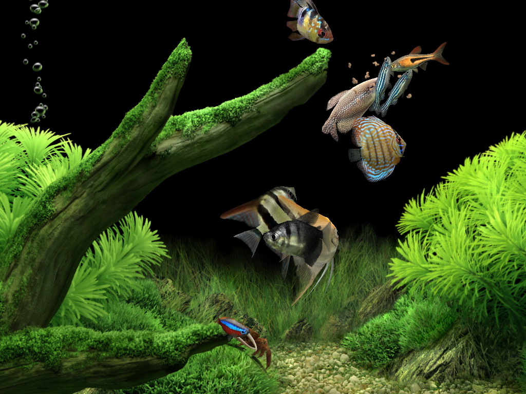 dream aquarium wallpaper 3d animated 3d screensaver animated share ...