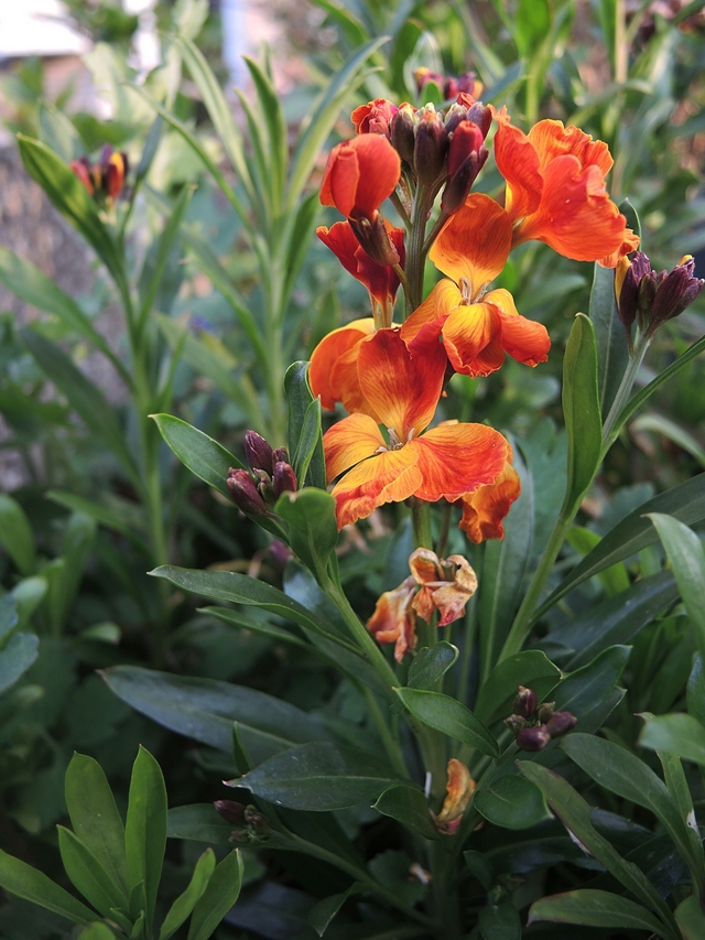 in mijn tuintjes: over #maaimeiniet en hoe ik dat doe en veel mooie blommen in maart en april,  ...