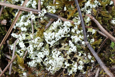 Zomersneeuw - - Cladonia foliacea