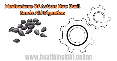 Mechanisms Of Action: How Basil Seeds Aid Digestion