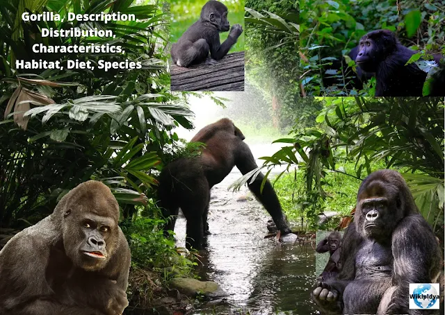 What are the characteristics of a gorilla? What is the gorilla habitat? What are 10 facts about gorillas? What is a gorillas diet?fun facts about chimpanzees,amazing facts about chimpanzees,gorilla facts,amazing fact about chimpanzees,amazing fact about chimpanzee,amazing fact about chimps,top facts about chimpanzees,24 fun facts about chimpanzees,learn while on the move,facts abbout chimpanzee,fun facts abbout chimpanzee,facts about chimp,gorilla,khỉ đột gorilla,human evolution (literature subject),human (quotation subject),humans,fact about chimpanzee,inspired food and travel