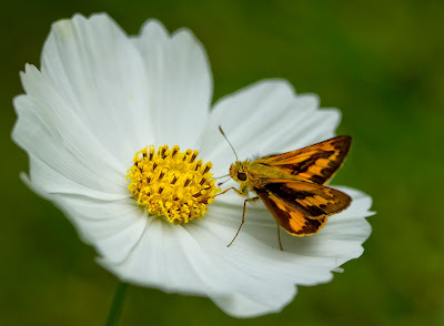 photographing butterflies