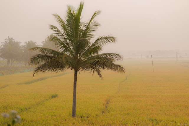 Kabini reservoir green fields mist
