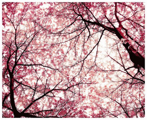 cherry blossom branch drawing. cherry tree lossom japan.