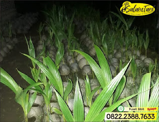 Bibit Kelapa Wulung, Bibit Kelapa Gading, Bibit Kelapa Hijau, Bibit Kelapa Unggul, Bibit Kelapa Kopyor Genjah, Bibit Kelapa Kopyor Hibrida Unggul