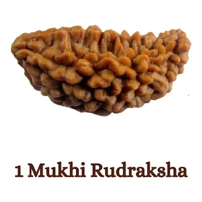1 mukhi rudraksha