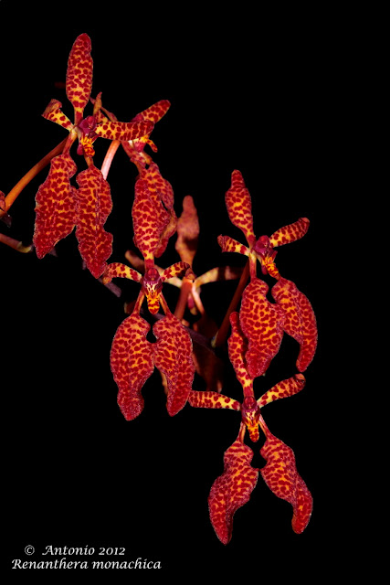 Renanthera monachica