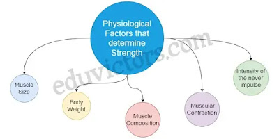 Physiological Factors Determining Components of Physical Fitness (Q and A) - Chapter Physiology and Injuries in Sports - Class 12 Physical education  (#class12PhysicalEducation)(#eduvictors)(#cbse)
