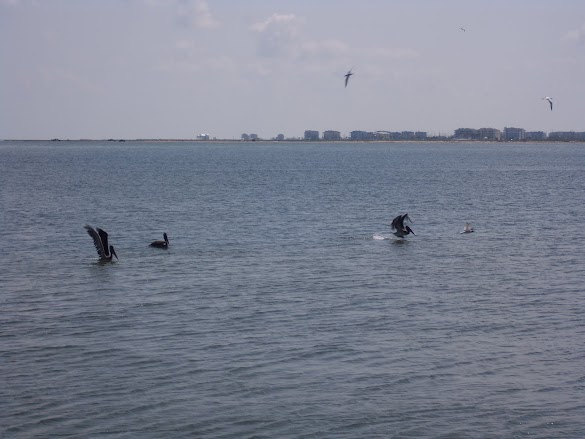 San Luis Pass County Park - San Luis Pass County Park, TX | The Dyrt : Check spelling or type a new query.