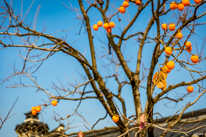 Persimmon tree in front of Nakseonjae