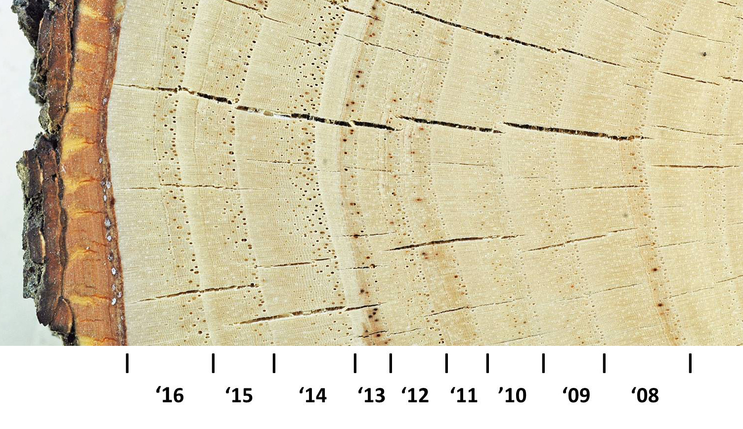 How to count tree rings for age - Quora