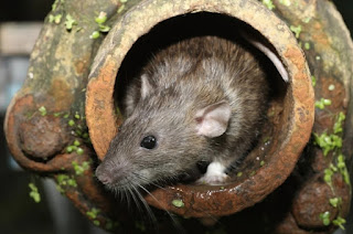 فأر من جرذان المجاري يخروج من احد فتحات الصرف الصحي