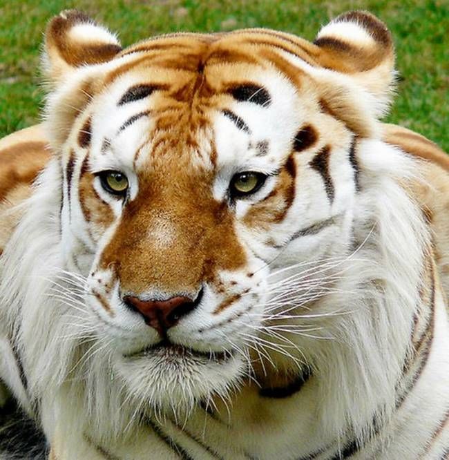 49 Koleksi Gambar Harimau Animasi Gratis Cikimm com