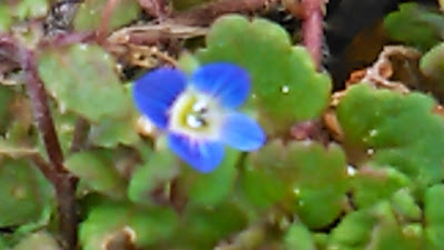 veronica persica