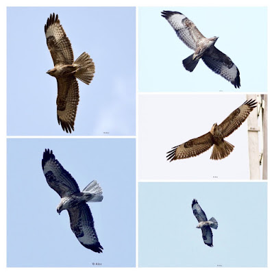 Long-legged Buzzard