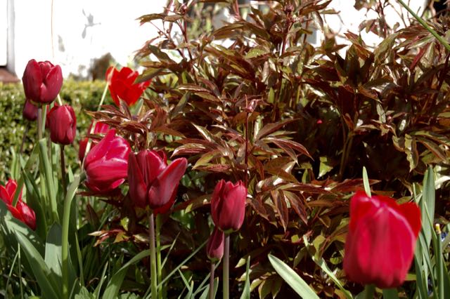 tulips