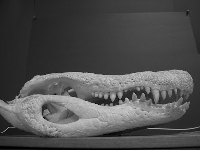 alligator skull