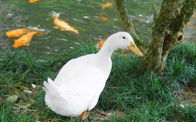 beautiful ducks, beautiful ducks latest hd wallpapers, LATEST HD WALLPAPERS OF BEAUTIFUL DUCKS, wallpapers for desktop, wallpapers, background computer wallpaper, hd wallpapers, 