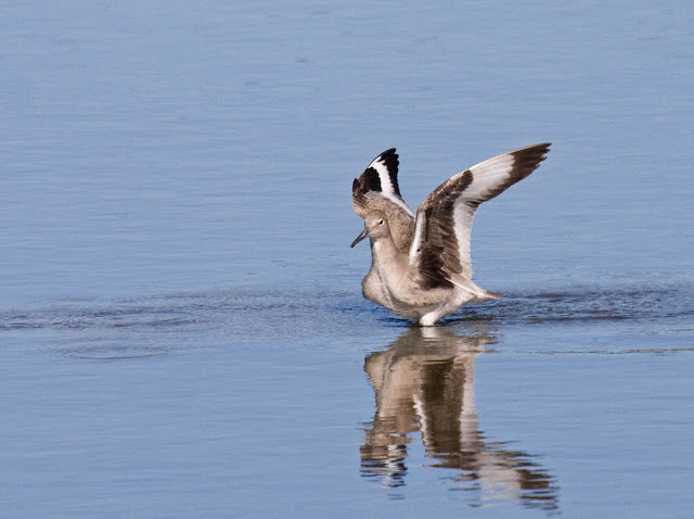 Willet