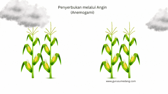 Perantara Penyerbukan ini melibatkan serbuk sari yang dihasilkan oleh tumbuhan berpindah dengan bantuan angin. sering juga di sebut Anemogami.