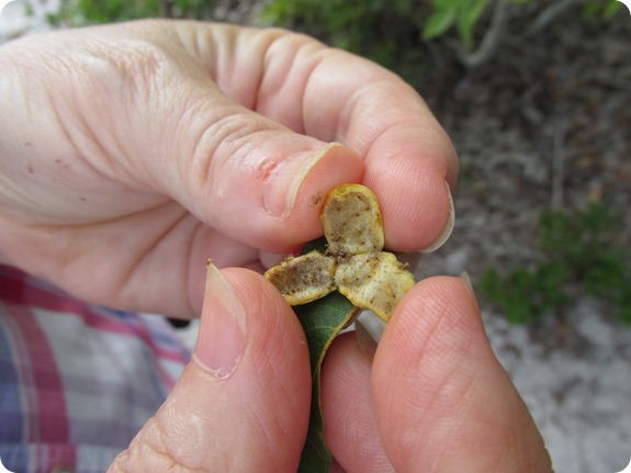 Hawks Bluff Trail - Carya floridana scrub hickory plant, gall, midge (1)