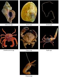 Diversity of macrobenthic invertebrates in the mangrove ecosystem of Leyte, Philippines