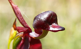 Resultado de imagen para OrquÃ­dea cabeza de pÃ¡jaro