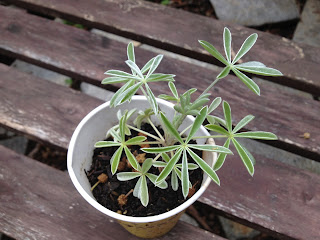 Lupinus albifrons (silver bush lupine)