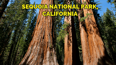 Sequoia National Park, California