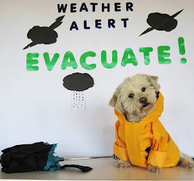 Include Pets in Emergency Preparedness Planning #PetPrepared @HillsPet #sponsored
