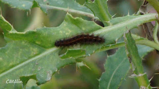 Diacrisia sannio (caterpillar) DSC04077