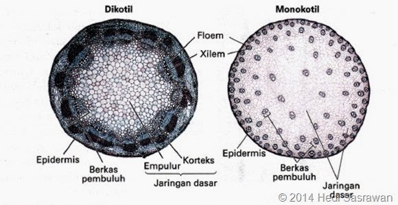 Pengertian Ciri dan  Klasifikasi Kingdom Plantae 