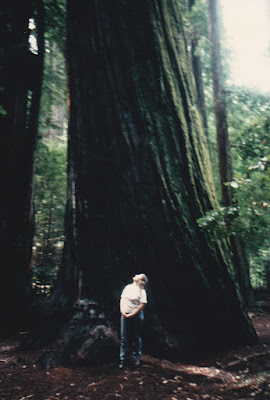 Giant Tree on March 19, 1992