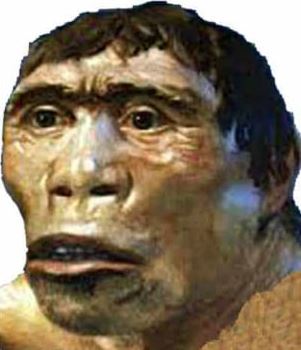 pithecanthropus erectus merupakan salah satu manusia purba yang artinya