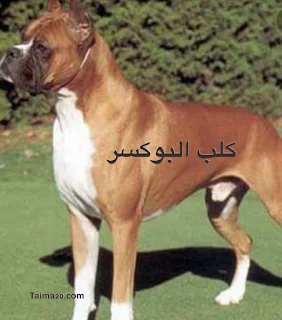 كلب البوكسر .