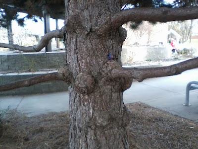 Knotted pine tree trunk with painted rock resting on limb.