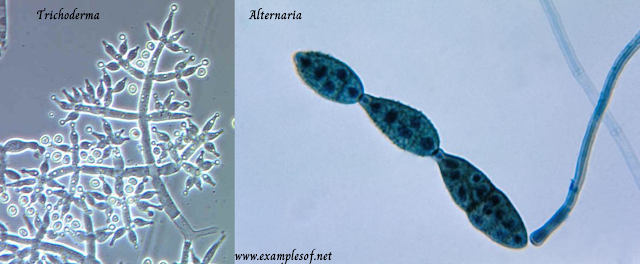 Examples of Deuteromycetes