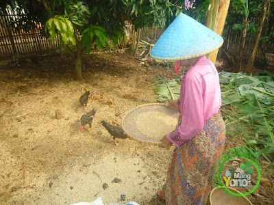 FOTO 1 :  Proses Pembersihan Gabah Untuk Benih Padi  Secara Tradisional (Seed Cleaner) Menggunakan "Nyiru"