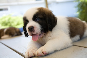 St. Bernard puppy Wallpapers