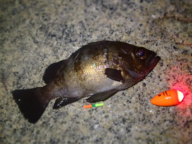 カレイの前にメバルの夜釣り（林崎海岸）