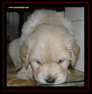 cachorro golden retriever