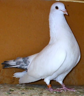 Morrillero Alicantino Pouter Pigeon