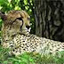 Cheetah is the fastest animal in the world  