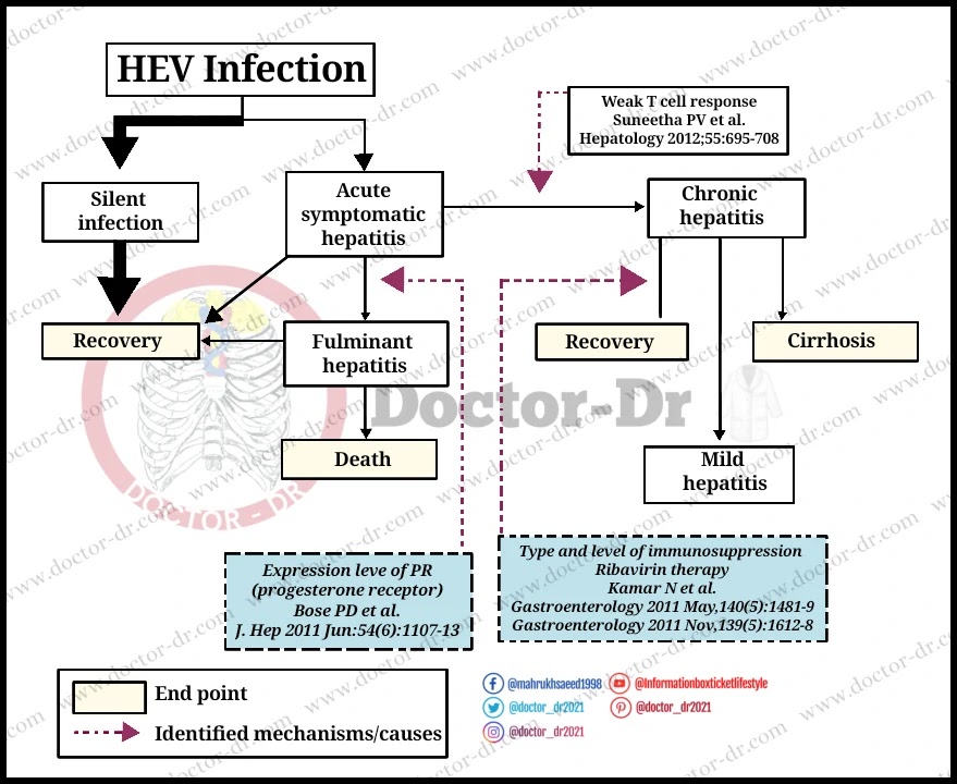 Pathogenesis of Hepatitis E Virus