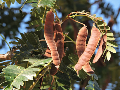 Timbó blanco (Pseudalbizzia inundata)