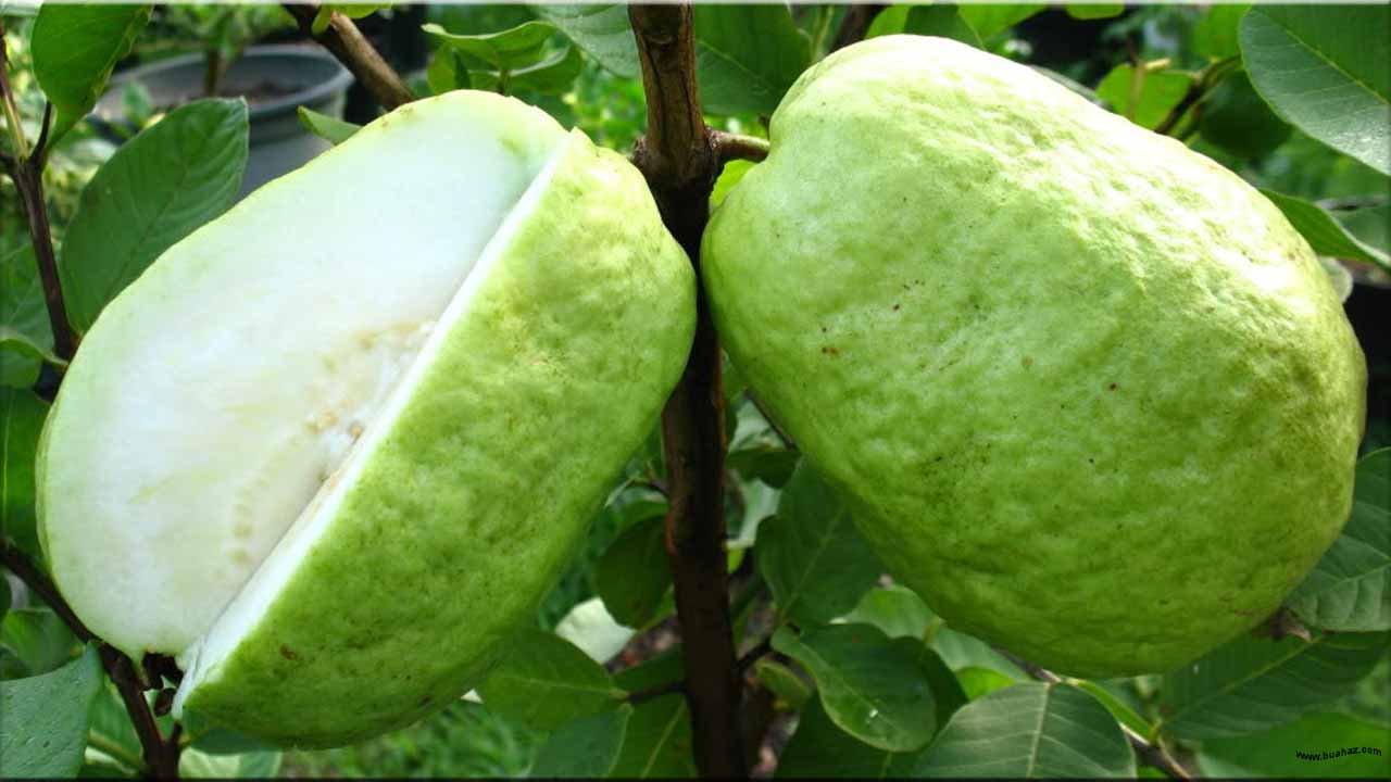 Nama Buah  Berawalan Huruf J www buahaz com