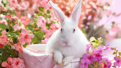 Download Rabbit HD Wallpapers