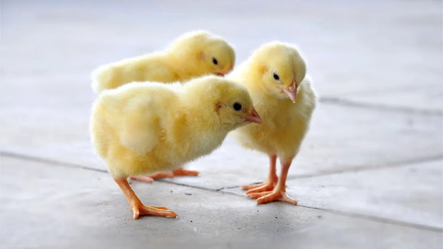 Chicks