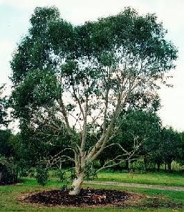 Snowgum / Eucalyptus pauciflora