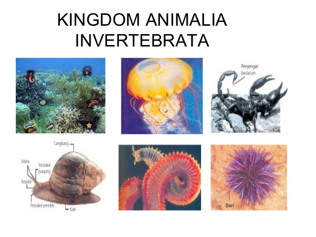 Klasifikasi Hewan  Vertebrata dan Invertebrata 